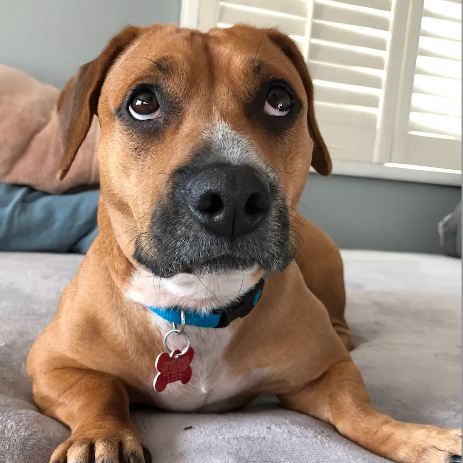 Fiesta Island Dog Charity